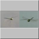 Aeshna cyanea - Blaugruene Mosaikjungfer m01.jpg